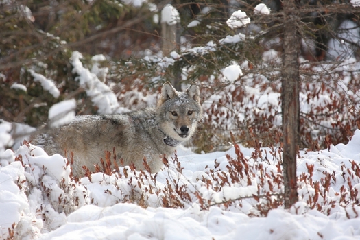 The number of wolves in Wisconsin is estimated at 1,000, up from 200 when the state adopted its first management plan in 1999. (dnr.wisconsin.gov)