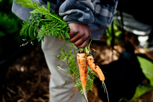 Baltimore City students can experience hands-on planting at Great Kids Farm. (Adobe Stock)