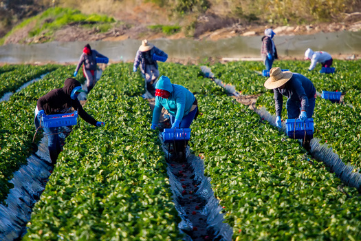 Around 10% of workers in the United States are employed with H-2A visas, according to The National Agriculture Law Center. (Adobe Stock)