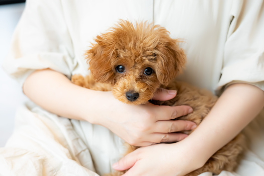 The 2018 Farm Bill included the Pets and Women Safety Act or PAWS, (renamed Protecting Animals with Shelter) to strengthen protections for pets in domestic-abuse situations and provide grant money to help more shelters be able to accept house pets. (takafoto/Adobe Stock)