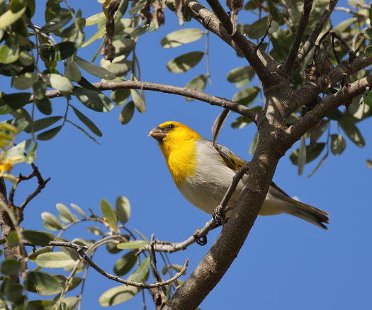 The palila is a critically endangered finch-billed species of Hawaiian honeycreeper. (Courtesy Bret Mossman)