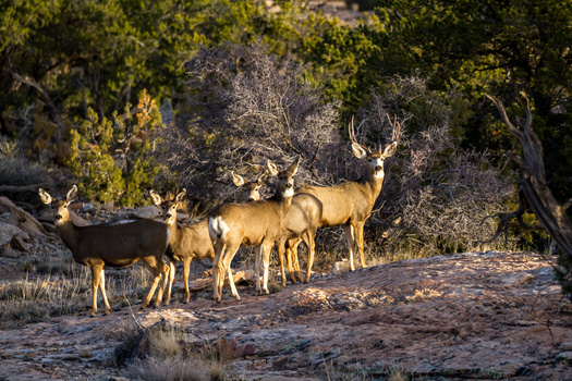 Last year there were 4,900 reported collisions with deer, 166 with elk and 20 with moose. The actual collision number is likely twice as high, though, as many incidents go unreported, according to the Utah Division of Wildlife Resources. (Adobe Stock) 