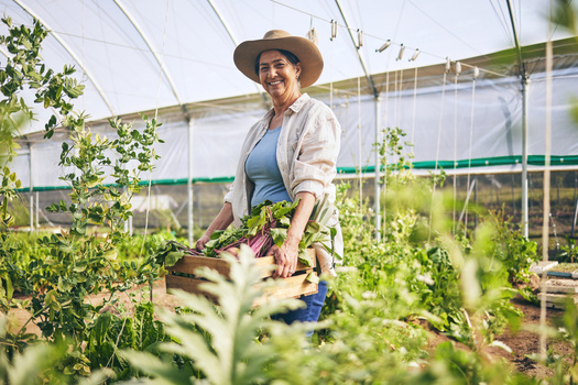 The greenhouses at Meechook Farm have long rows of white containers where seeds are put in small squares of dirt to grow into bundles. Water is an irrigation system from a 1,100-gallon tank, and bees are brought in to pollinate the plants, making a year-round harvest possible. (Adobe Stock)