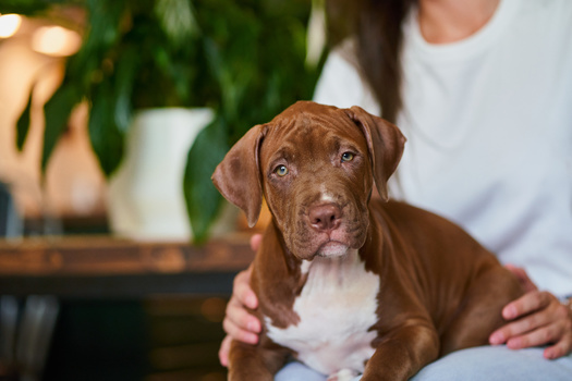 While they are common, emotional support animals may be animals other than dogs. (Adobe Stock)