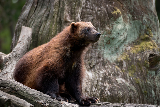 Wyoming considers wolverines a 