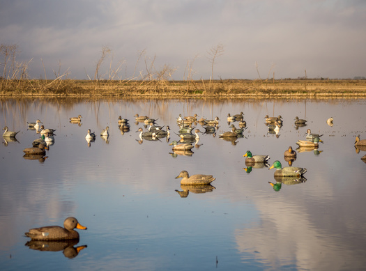 Duck hunting season is already underway in Arkansas and the Natural State is home to five major classes of wetlands based on water source, geology and landscape position. (Ajamils/AdobeStock)