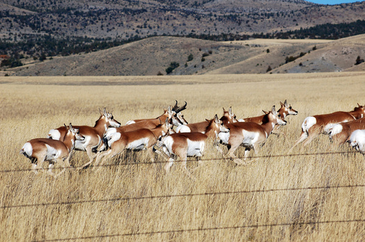 The Sublette Pronghorn herd boast some of the longest distance migrating pronghorns on record, and travel the 'Path of the Pronghorn,' the first federally-designated migration corridor. (Adobe Stock)