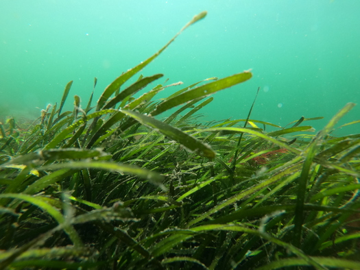 Eelgrass, pictured here at Joemma Beach State Park, provides food, shelter, and nursery habitat for a wide range of creatures, ranging from small invertebrates to commercially important fish species and wading birds. (WA DNR Nearshore Habitat Program)