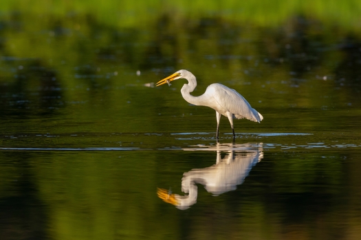 A great egret forages for fish in a shallow pond in Marion County, Ill. (Adobe Stock)