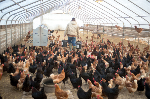 As a part of a new USDA rule, poultry companies are now required, when finalizing a new contract, to disclose to prospective growers the income range, broken down by quintiles, of current growers in a prospective grower's region. (Tony Campbell/Adobe Stock)