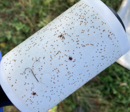 Over about 90 minutes, researchers collected almost 10,000 Asian longhorned ticks on a Monroe County farm in southeast Ohio. (The Ohio State University)