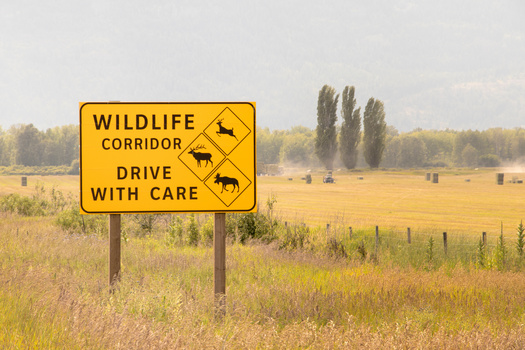 Mapping is important part of conserving wildlife corridors. (iploydoy/Adobe Stock)