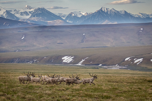 Alaska's Brooks Range is home to critical caribou habitat that covers about 157,000 square miles, which is equal in size to the state of Montana. (Adobe Stock)