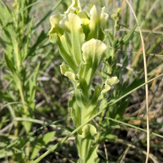 Historically the swale paintbrush grew in at least a dozen locations but has only been spotted in one since 1985. (courtesy MarkEgger/Flickr)