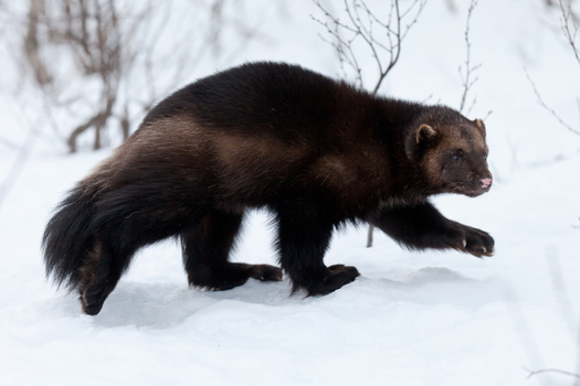 Wolverine need deep snow for their habitats, but experts say snow levels are dwindling due to climate change. (jamenpercy/Adobe Stock)