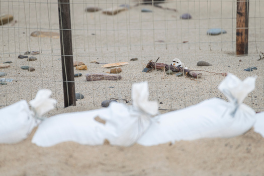 Piping plover sits near sand bags used by Enbridge in its Bad River bank stabilization project in Ashland County, Wis. (MierCat Photography/Adobe Stock)