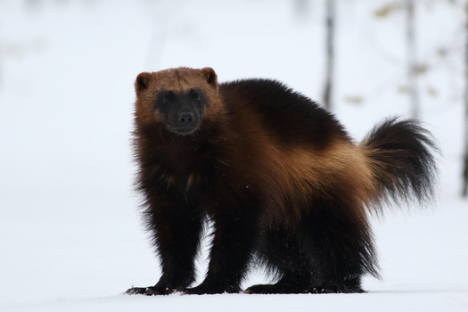 A decision on whether to provide Endangered Species protections to wolverine has wavered since the 1990s. (Karlos Lomsky/Adobe Stock)