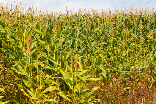 If the United States shifted 180,000 acres, or 0.2% of its corn acreage, of genetically modified corn to non-genetically modified, it would generate $7.75 million in additional revenue for U.S. farmers and successfully meet Mexico's shifting needs, according to Farm Action. (Adobe Stock)