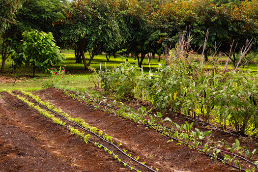 Rural advocates are pushing for more protection for independent producers in the next Farm Bill. (Adobe Stock)