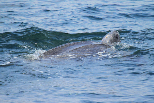 An endangered Pacific leatherback sea turtle swims off San Francisco, in September 2022. (Geoff Shester/Oceana)