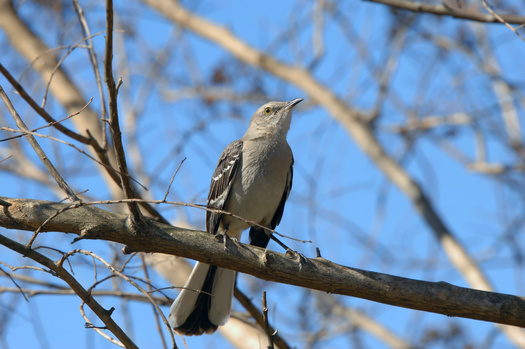 The last United States Christmas Bird Counts reported 671 species, 70 infraspecific forms and 35 exotic species. (Bonniemarie/Adobe Stock)