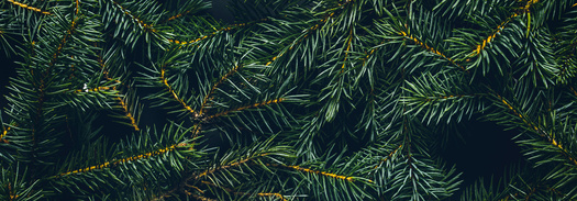A study on earth.org reveals a 6 1/2-foot artificial Christmas tree would have to be used for at least 12 years for it to be more ecofriendly than a real Christmas tree. (Adobe Stock)