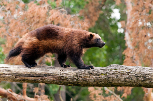 Wolverines are powerfully built and have short legs with wide feet for traveling across the snow. They are a vital part of ecosystems in northern climes, according to Defenders of Wildlife. (Adobe Stock) 