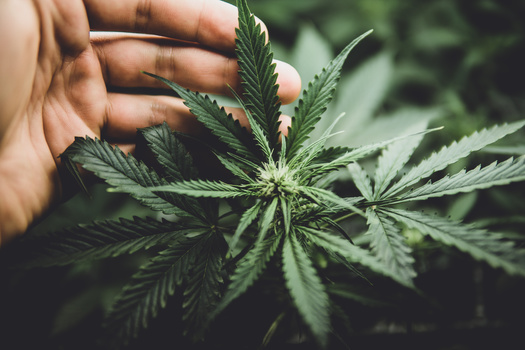 A 2023 poll by the Coalition for Cannabis Policy, Education and Regulation found 68% of Republican voters likely to cast a ballot in a 2024 Republican presidential primary support ending the federal prohibition on cannabis. (Adobe Stock)