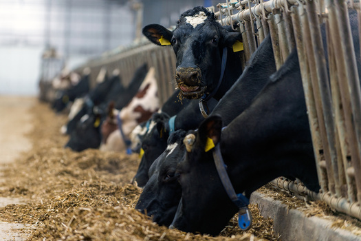 Family farm advocates say not only are they worried about so-called factory farms getting federal conservation funds, they also contend there's little oversight of the money that is awarded to them. (Adobe Stock)