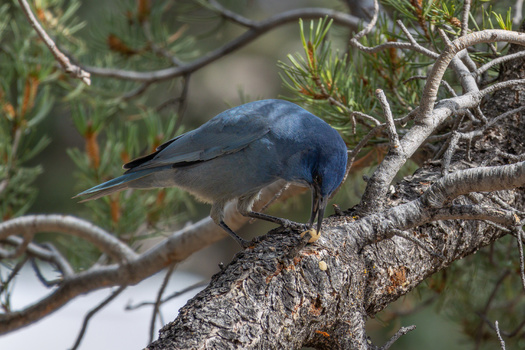 The pion jay follows the bounty of nuts from the pion pine, which only produce riches of nuts every seven to 10 years. (Hulshofpictures/Adobe Stock)