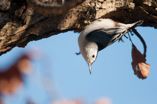 A white-breasted Nuthatch hangs upside in a photo taken during a Christmas Bird Count. Audubon reported more than 79,000 people participated in the count last year, the third-highest number ever.  (Kyle/Adobe Stock)