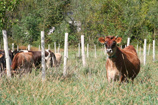 Pennsylvanians can help save the Chesapeake Bay by using native grasses or other plants that don't require watering or fertilizing. This will help reduce or eliminate use of chemical herbicides and pesticides. (Chesapeake Bay Foundation)