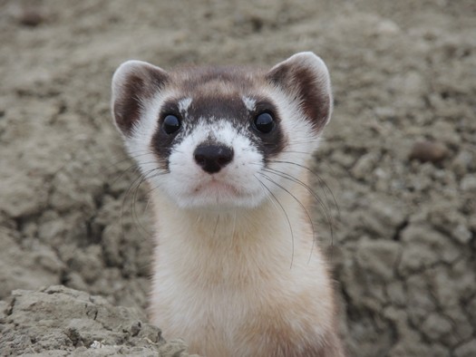 Wildlife advocates have been working to restore the black-footed ferret population on federal and tribal land in Montana since 1994. It was listed as endangered in 1967, six years before the passage of the Endangered Species Act, which turns 50 this week. (Kristy Bly/WWF)