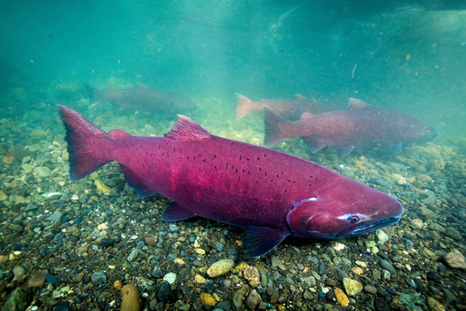 Around 99% of species listed under the Endangered Species Act since 1973, including the chinook salmon, have been saved from extinction. (Ryan Hagerty/USFWS)