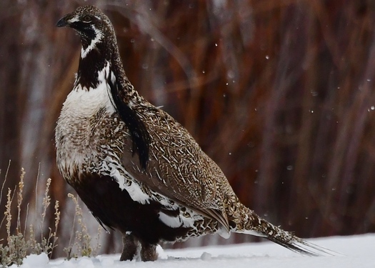 The Gunnison sage grouse, known for its iconic mating dance, has lost 90% of its sagebrush-sea habitat to human development. (Larry Lamsa/Creative Commons)