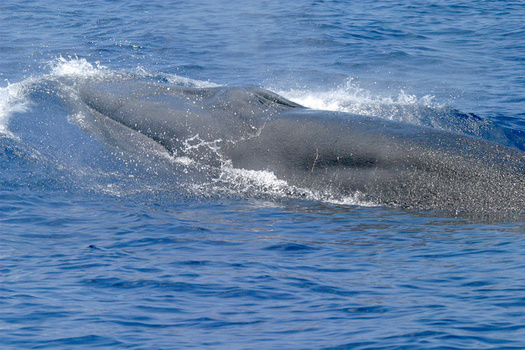 In 2021, scientists determined Rice's whale was a unique species, genetically and morphologically distinct from Bryde's whales. (NOAA Fisheries) 