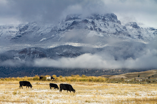 The Bureau of Land Management's Rock Springs plan leaves 99.8% of the area under consideration available for livestock grazing. (Adobe Stock)