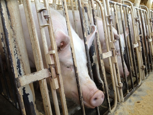 Proposition 12 requires pork producers who want to sell meat in California to give the animals larger crates. (Humane Society of the United States)