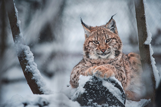 Scientists have spent the last year and a half feeding bobcats chronic wasting disease prions as part of their research. (Adobe/Stock)