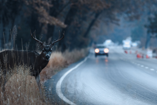 Between 2012 and 2021, the Insurance Institute for Highway Safety (IIHS) found almost 2,000 people nationally were killed in crashes involving deer, including 35 in Virginia. (Adobe Stock)