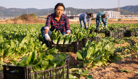 Latinos account for 47% of agricultural field workers and 46% of construction laborers in the U.S. and face extreme summer heat threats due to climate change. (JackF/Adobe Stock)