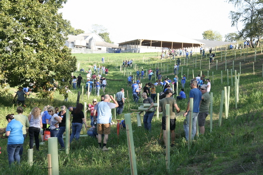 More than 250 volunteers planted 500 trees on a Pennsylvania farm, helping to reduce the effects of climate change. (Chesapeake Bay Foundation)