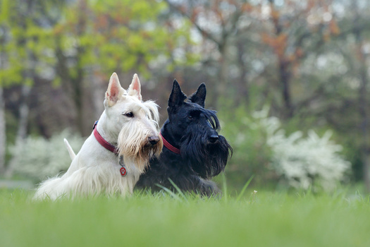 According to Facts.net, Scottish Terriers live between 11 and 13 years on average. Former presidents  Franklin D. Roosevelt and George W. Bush had them as beloved pets. (Adobe Stock)