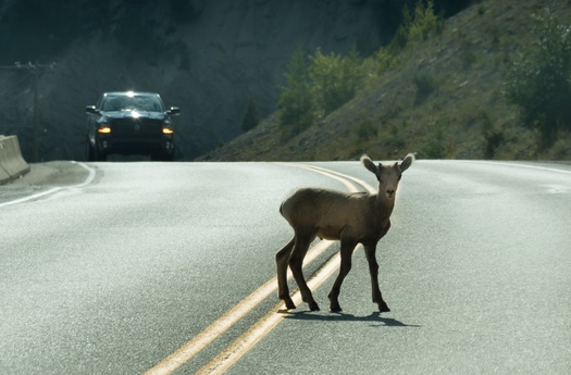 The Federal Highway Administration estimates there are 1 million to 2 million accidents involving vehicles and large animals every year in the United States. (Adobe Stock)