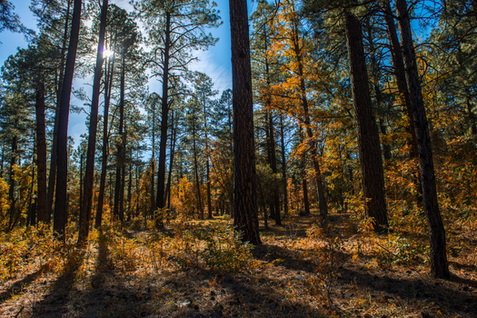 Forest and woodland habitats cover approximately 18.6 million acres or roughly 25% of the state, according to Arizona Game & Fish. (Adobe Stock) 