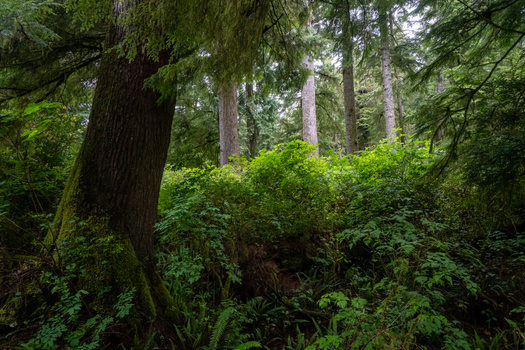 Climate stressors such as heat and drought are changing America's forests at a rapid rate. The National Wildlife Federation supports a policy proposed by the Biden administration to protect and nurture habitat in old-growth forests. (Adobe Stock)
