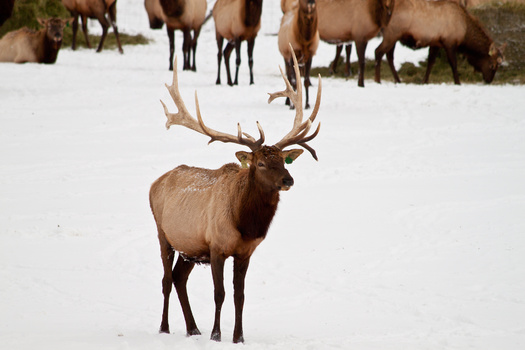 Elk numbers in northwestern Wyoming are projected to drop from roughly 16,000 elk to 8,300 animals over the next two decades, largely due to rampant chronic wasting disease, if winter feed grounds persist. (Adobe Stock)