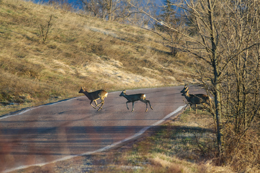 In December, Virginia was awarded $600,000 in federal funding to develop infrastructure to improve road safety with the hope of lowering wildlife-vehicle collisions. (Adobe Stock)