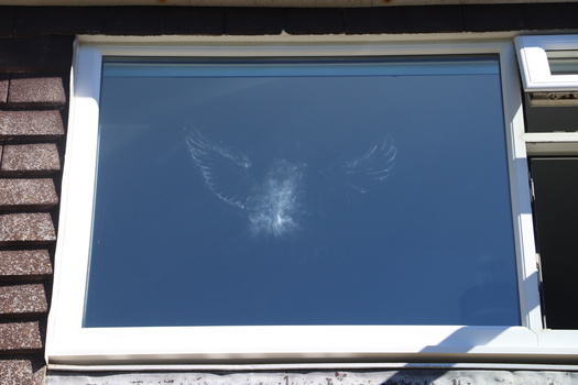 The Smithsonian Institution estimates 600 million birds a year are killed in the U.S. by flying into windows. Window strikes are most common among migratory species, such as native sparrows and warblers, already facing some of the most drastic population declines. (OllieT/Adobe Stock)