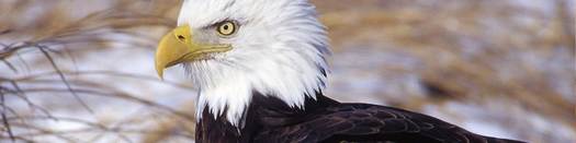 Bald eagles sit 3 to 3.5 feet tall and weigh eight to 15 pounds. Their eyes are five to six times more powerful than a human's. (Iowa Dept. of Natural Resources)